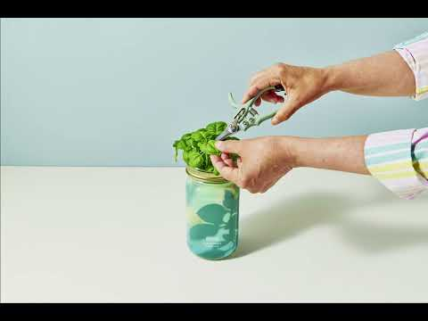 Tips On How To Trim Stems Properly For Maximum Longevity Tips On How To Trim Stems Properly For Maximum Longevity